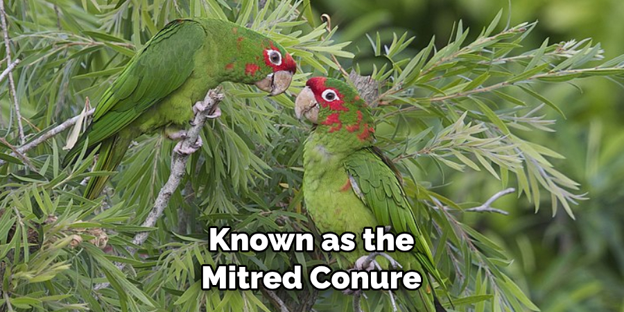 Known as the Mitred Conure
