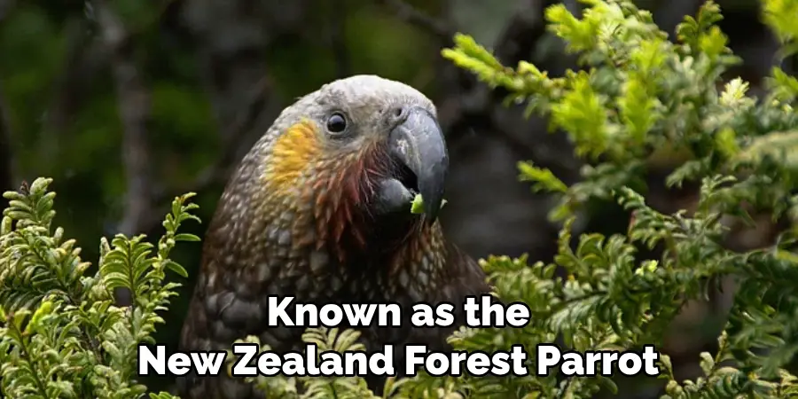 Known as the New Zealand Forest Parrot
