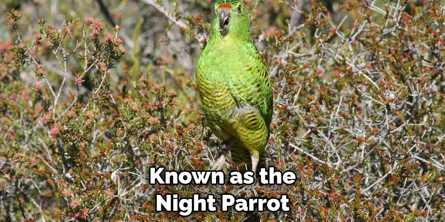 Known as the Night Parrot