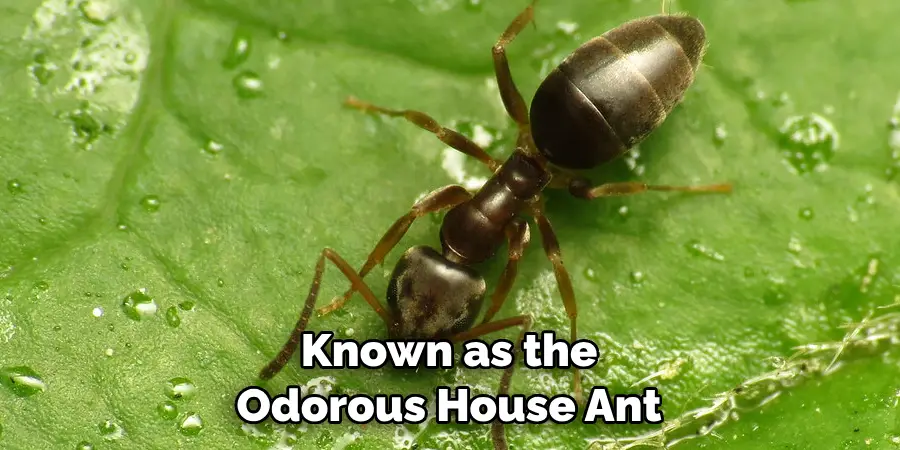 Known as the Odorous House Ant
