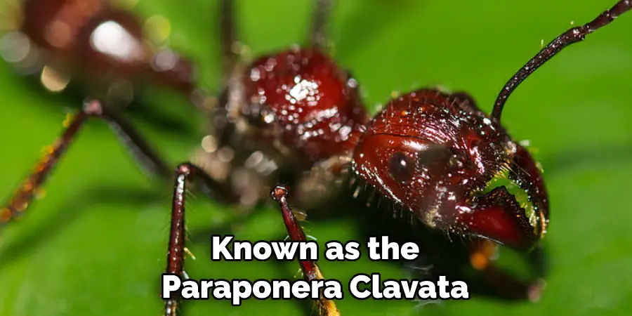 Known as the Paraponera Clavata