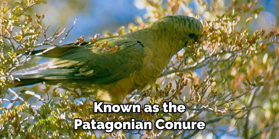Known as the Patagonian Conure