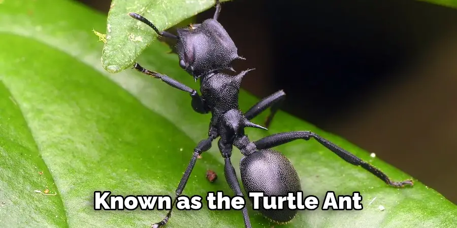 Known as the Turtle Ant 