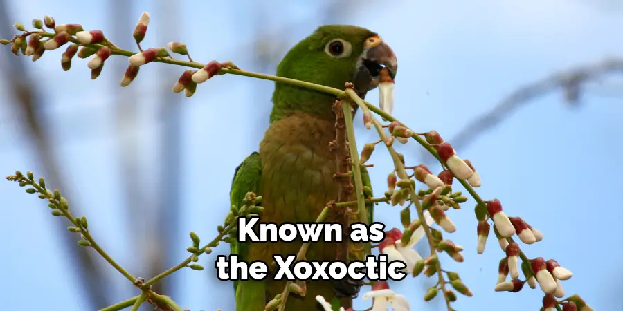 Known as the Xoxoctic