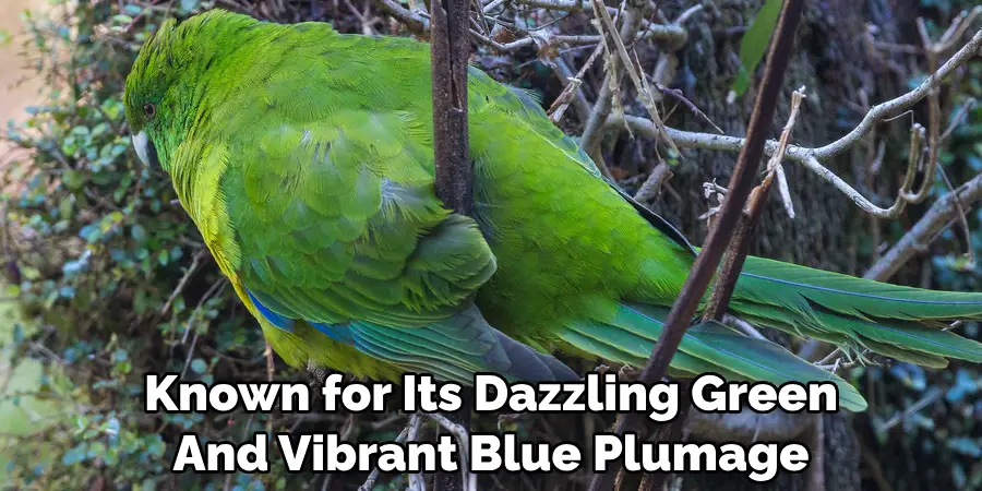 Known for Its Dazzling Green And Vibrant Blue Plumage
