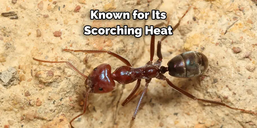 Known for Its 
Scorching Heat 