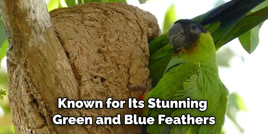 Known for Its Stunning Green and Blue Feathers