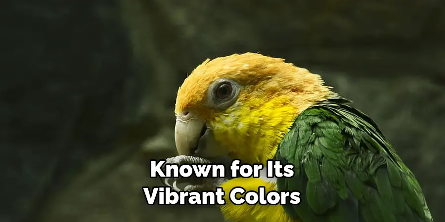 Known for Its Vibrant Colors