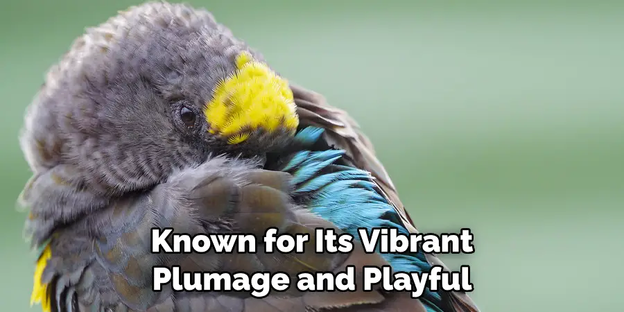 Known for Its Vibrant Plumage and Playful