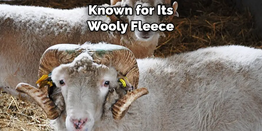 Known for Its Wooly Fleece