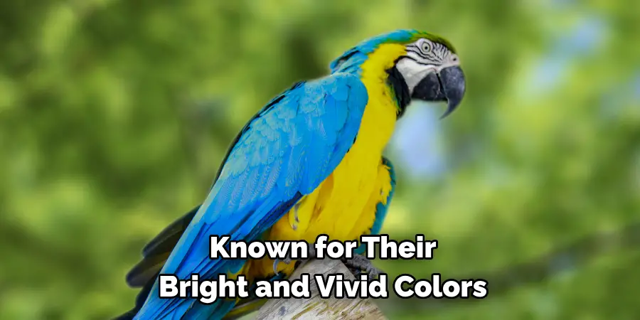 Known for Their Bright and Vivid Colors