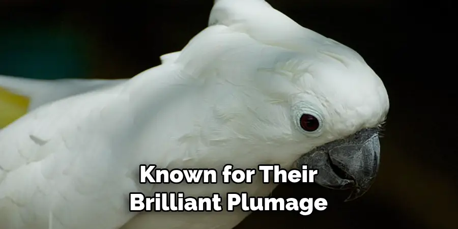 Known for Their Brilliant Plumage