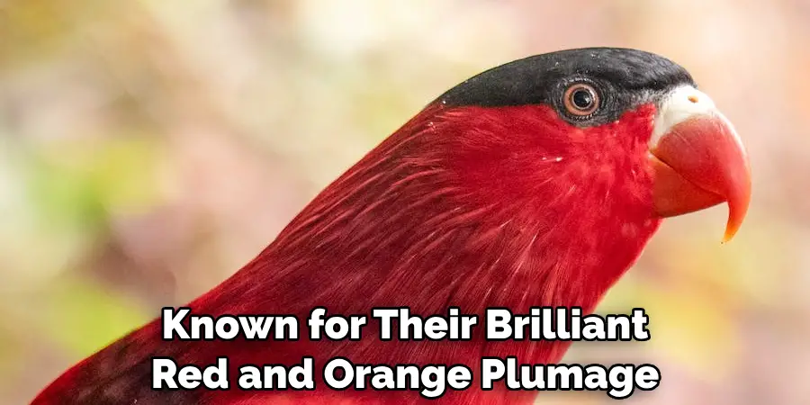 Known for Their Brilliant Red and Orange Plumage