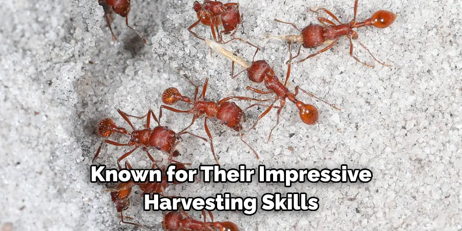 Known for Their Impressive 
Harvesting Skills