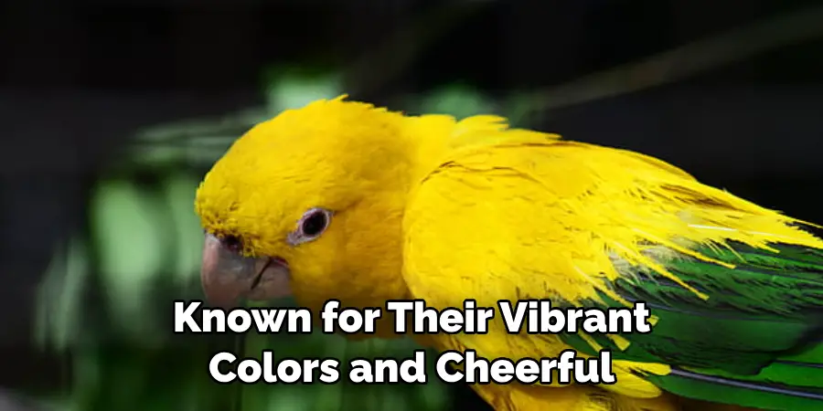 Known for Their Vibrant Colors and Cheerful