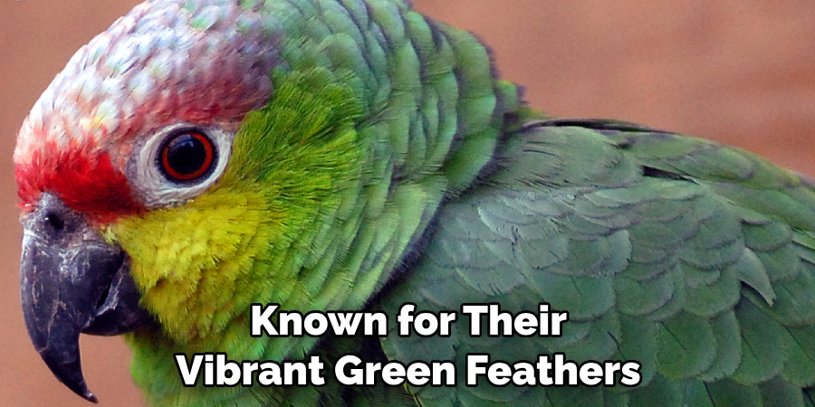 Known for Their Vibrant Green Feathers