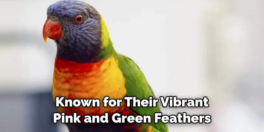 Known for Their Vibrant Pink and Green Feathers
