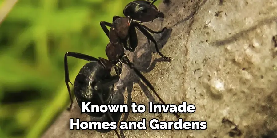 Known to Invade Homes and Gardens