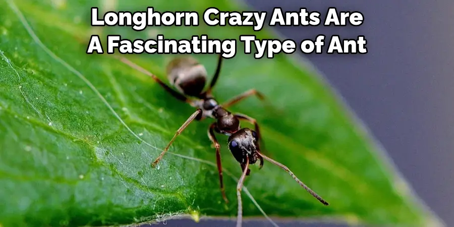 Longhorn Crazy Ants Are A Fascinating Type of Ant