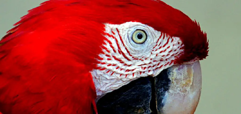 Macaw Spiritual Meaning