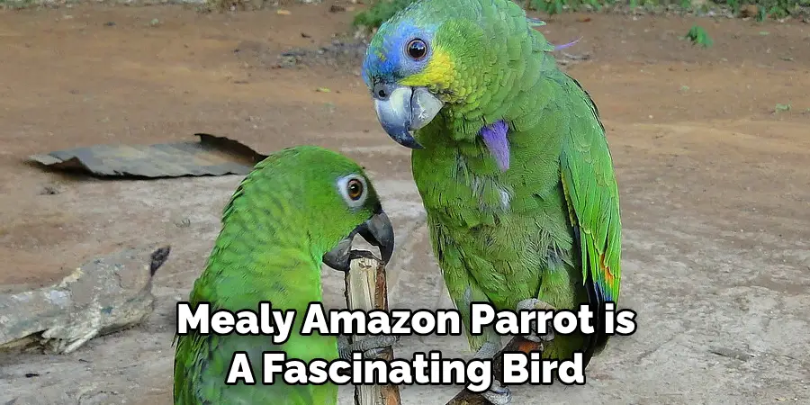 Mealy Amazon Parrot is A Fascinating Bird