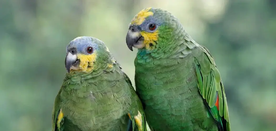 Mealy Parrot Spiritual Meaning