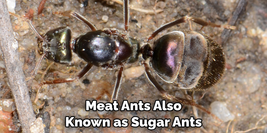 Meat Ants Also Known as Sugar Ants