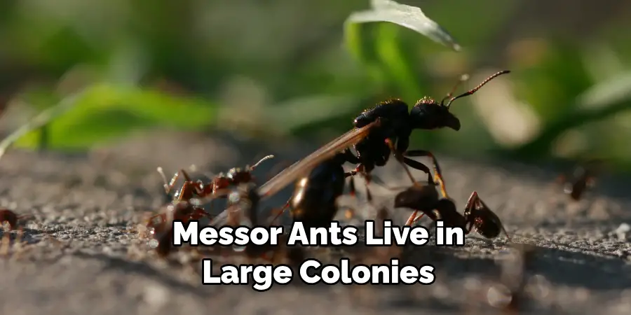 Messor Ants Live in Large Colonies