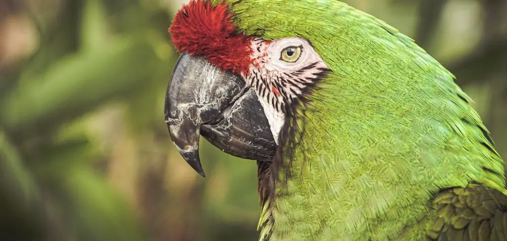 Military Macaw Spiritual Meaning