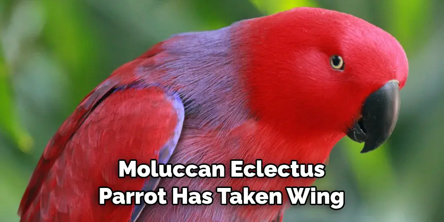 Moluccan Eclectus Parrot Has Taken Wing