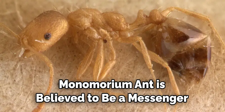 Monomorium Ant is Believed to Be a Messenger