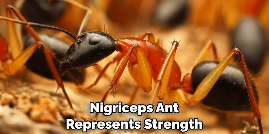 Nigriceps Ant Represents Strength