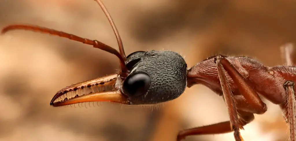Nigriceps Ant Spiritual Meaning
