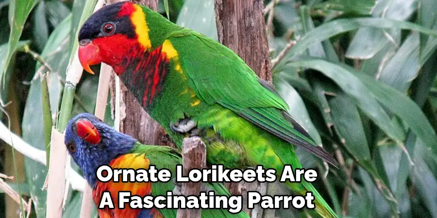 Ornate Lorikeets Are A Fascinating Parrot