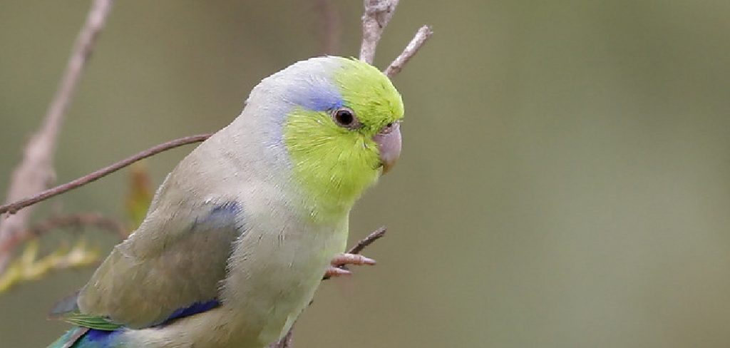 Pacific Parrotlet Spiritual Meaning