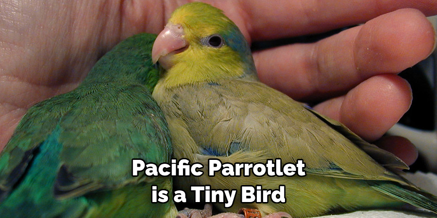 Pacific Parrotlet is a Tiny Bird