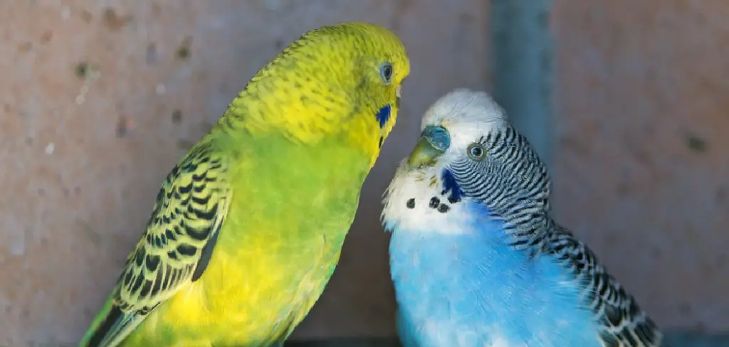 Parakeet Spiritual Meaning