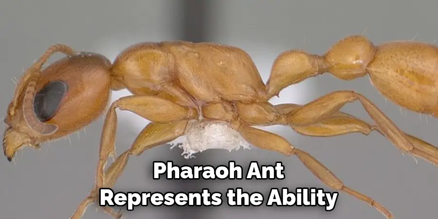 Pharaoh Ant Represents the Ability