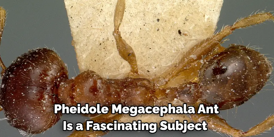 Pheidole Megacephala Ant Is a Fascinating Subject