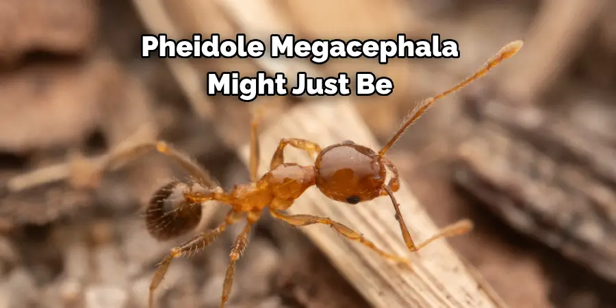 Pheidole Megacephala 
Might Just Be