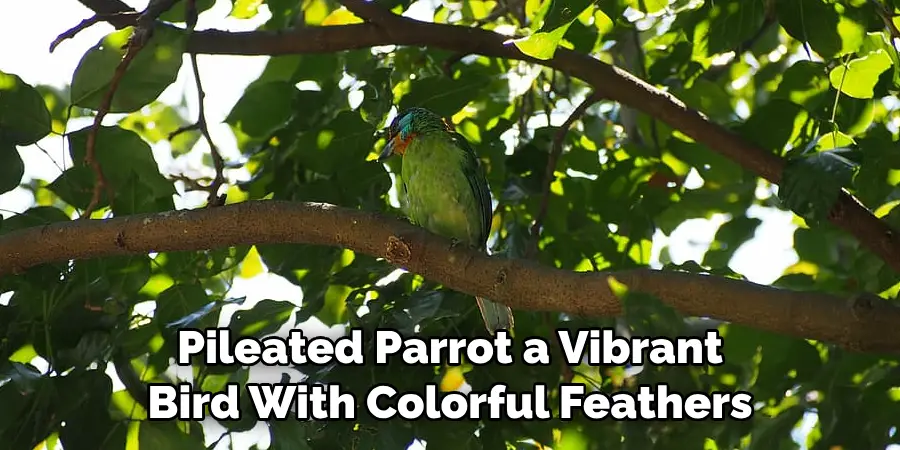 Pileated Parrot a Vibrant Bird With Colorful Feathers