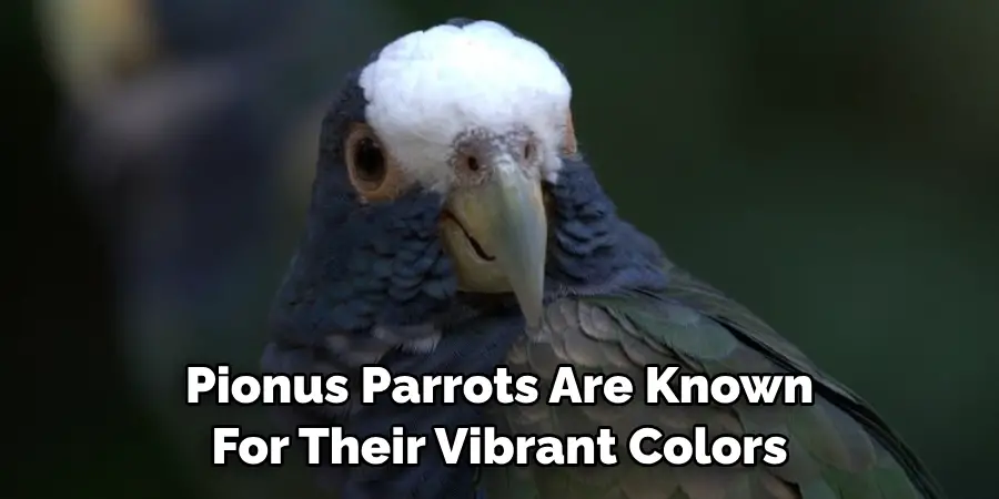 Pionus Parrots Are Known For Their Vibrant Colors