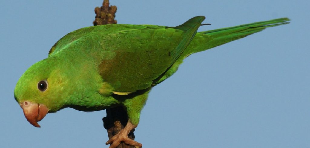 Plain Parakeet Spiritual Meaning