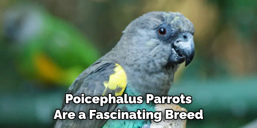 Poicephalus Parrots Are a Fascinating Breed