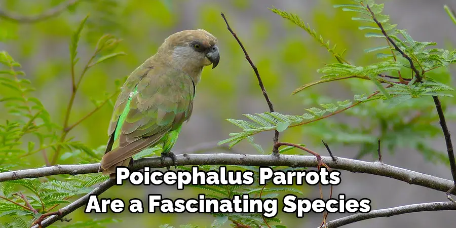 Poicephalus Parrots Are a Fascinating Species