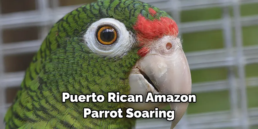 Puerto Rican Amazon Parrot Soaring