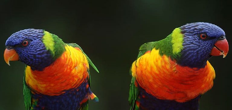 Rainbow Lorikeet Spiritual Meaning, Symbolism and Totem (2024)