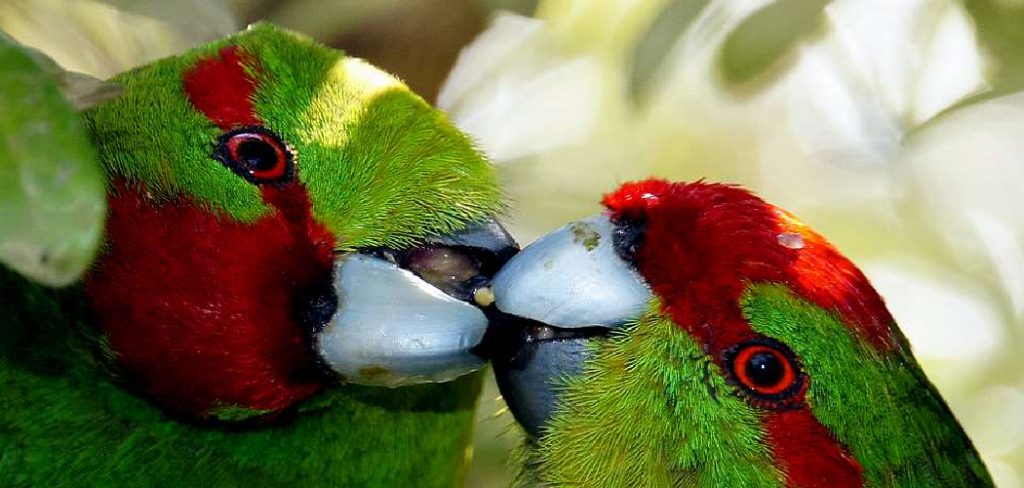 Red Faced Parrot Spiritual Meaning