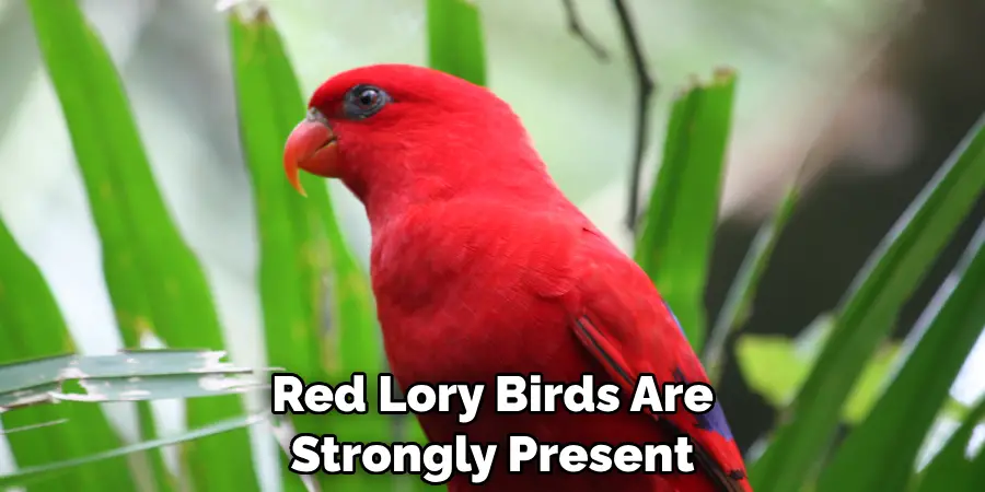 Red Lory Birds Are Strongly Present