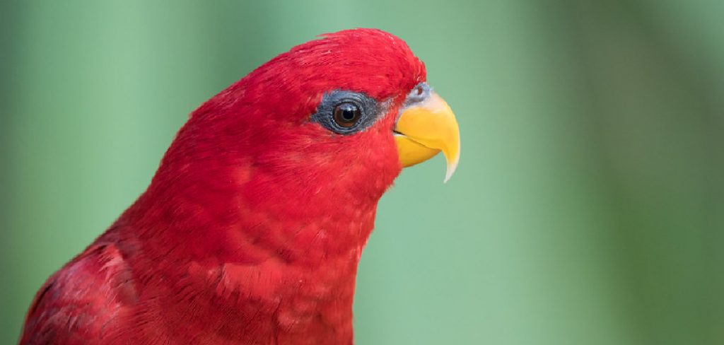Red Lory Spiritual Meaning